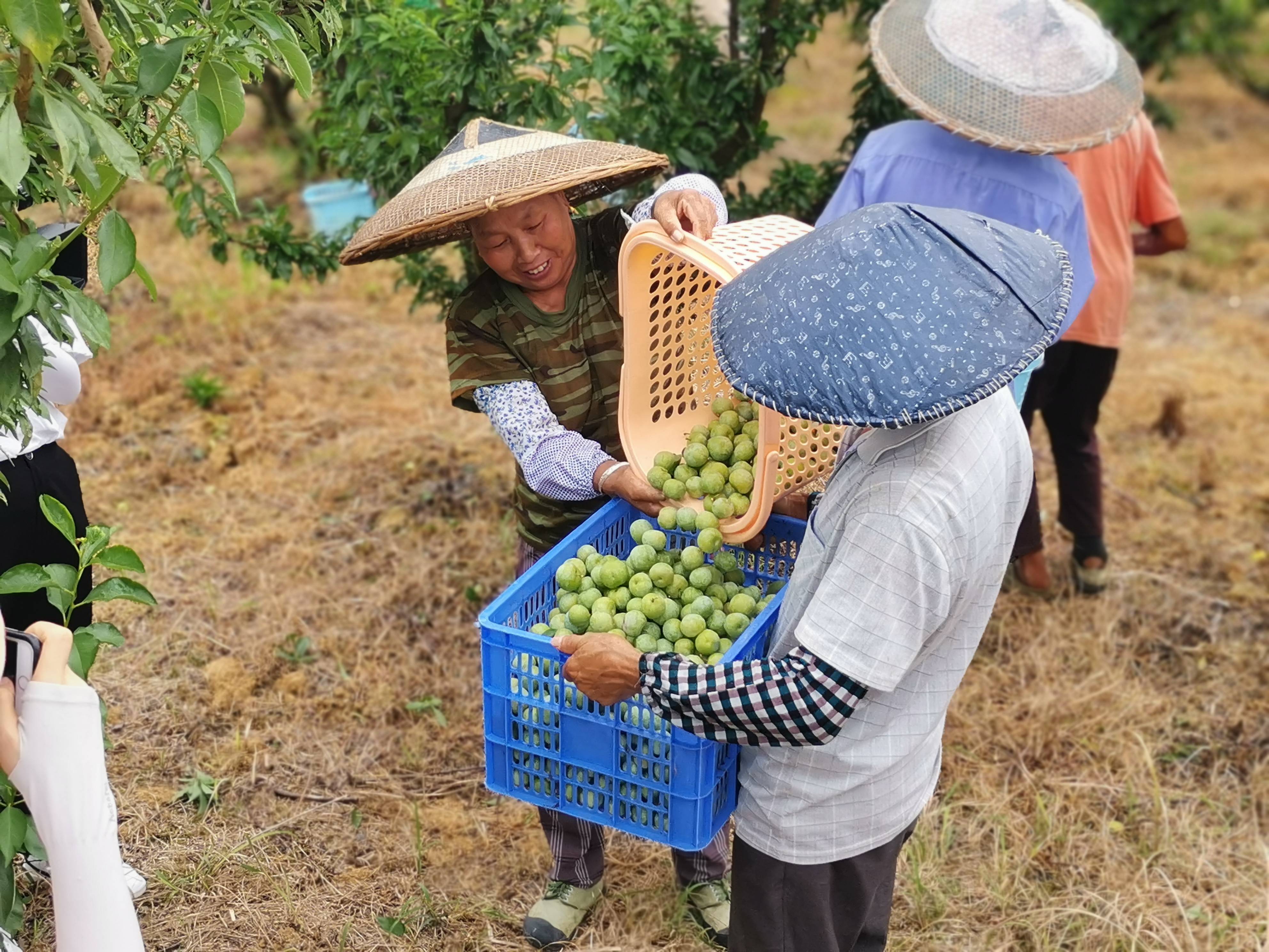 姚志刚：返乡种下李子树 带领乡亲奔富路