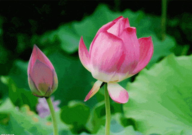 640_450gif 动态图 动图