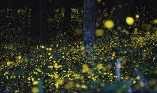 哦 盛 夏 大暑三候 大暑之日"腐草为萤" 古人认为 萤火虫乃腐草所变