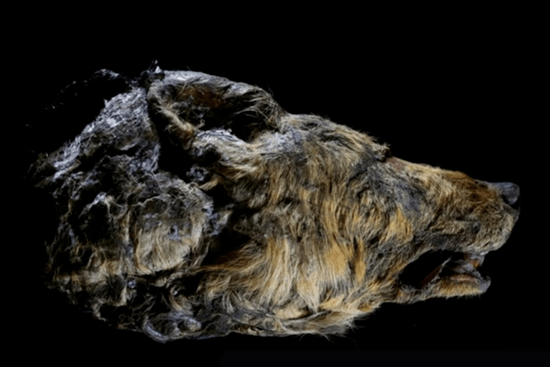 特别的狼头与墓碑