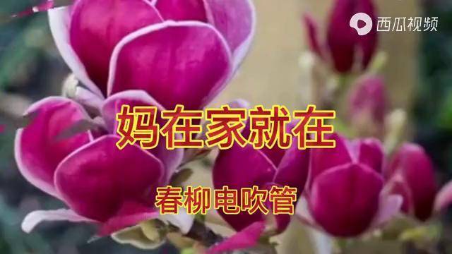 春柳电吹管妈在家就在