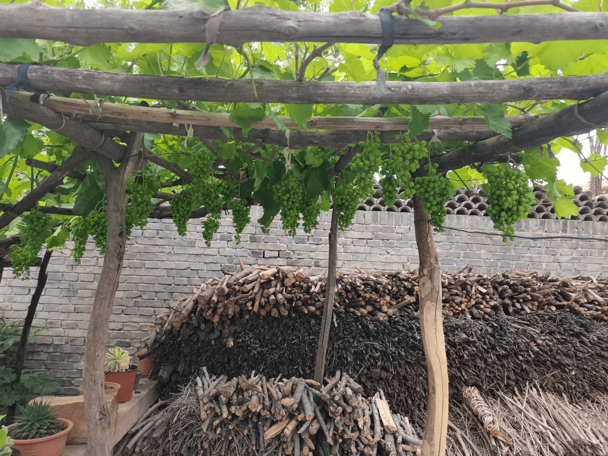 一棵葡萄树 天然遮阴棚 养殖省力好打理 种植