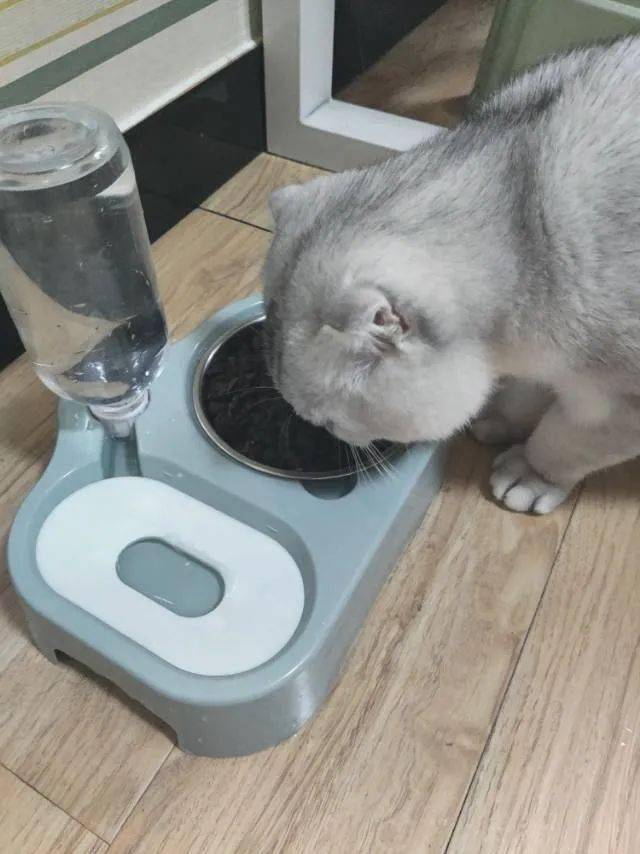 不用刷牙的猫咪有哪些 423fd5f5a9144adaa654f448216037b6.jpeg