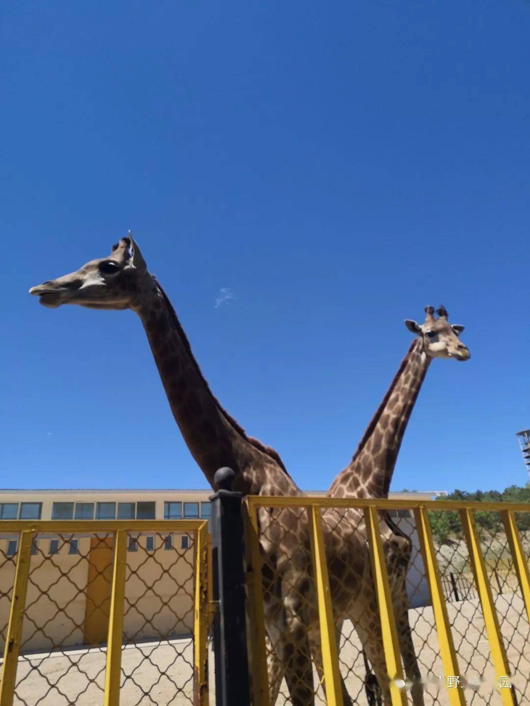 暑假去哪兒玩——大青山野生動物園