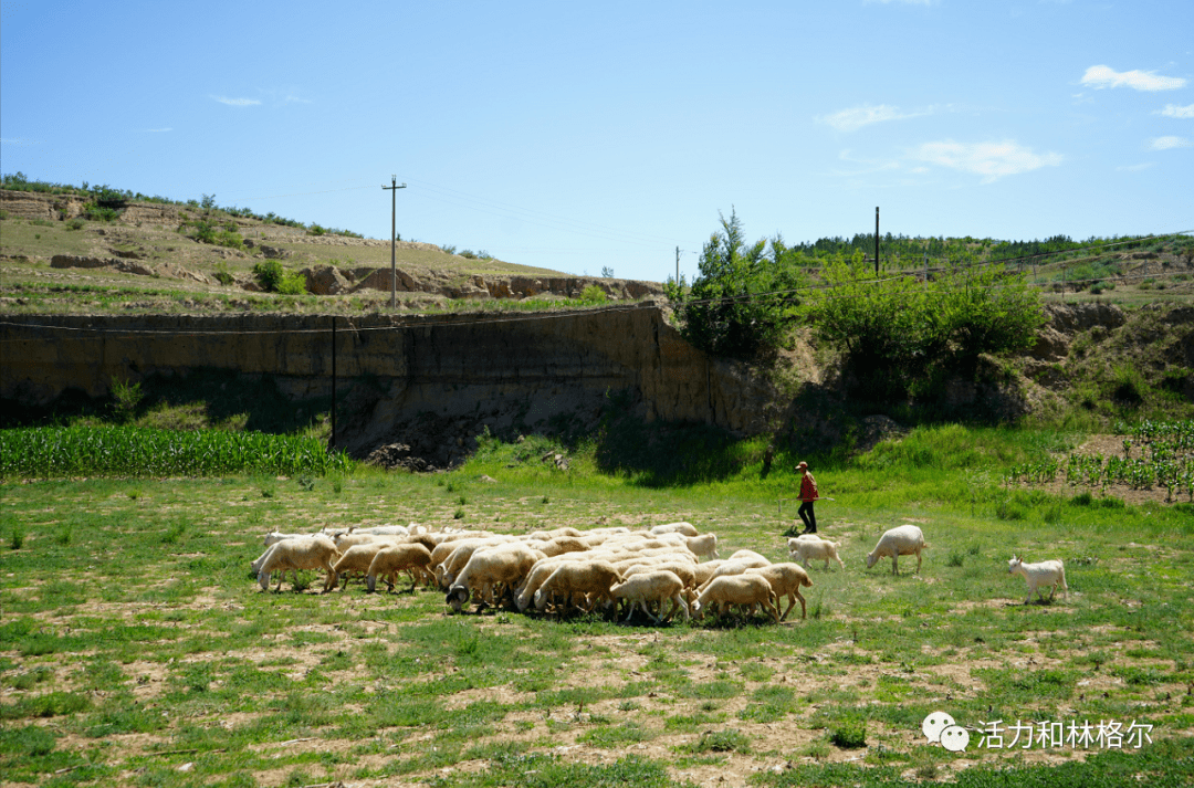 和林格尔县舍必崖乡前栽生沟村:为民办实事 办在群众心坎上