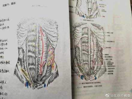 都说|学霸医学生画神仙笔记像印刷体