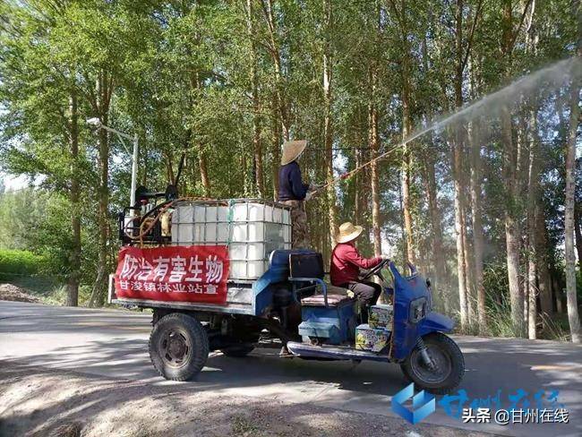甘州区甘浚镇扎实开展杨树蛀虫光肩星天牛防治工作