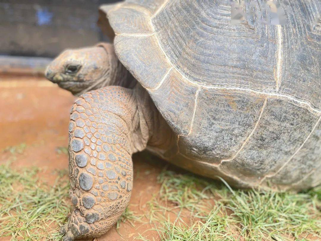 生物多样之美在盘龙 | 世界上第二大陆龟,这有一雌一雄