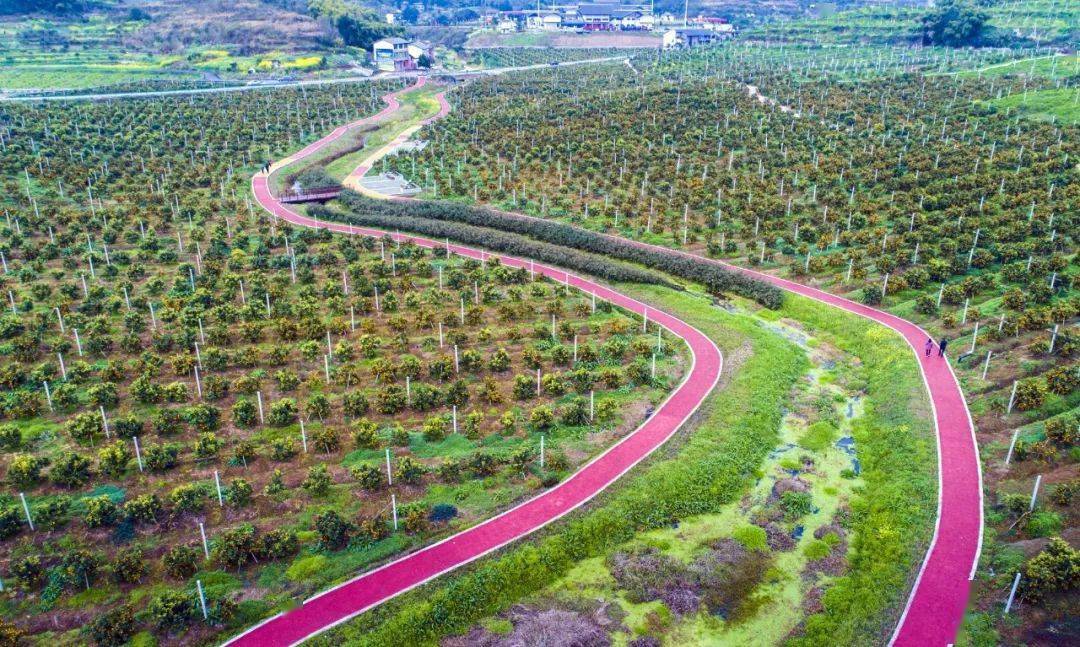 乡村振兴看示范双柏村田园风光美橘香溢满园