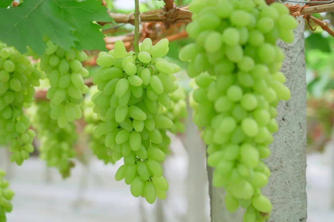 今年的第二波葡萄熟了