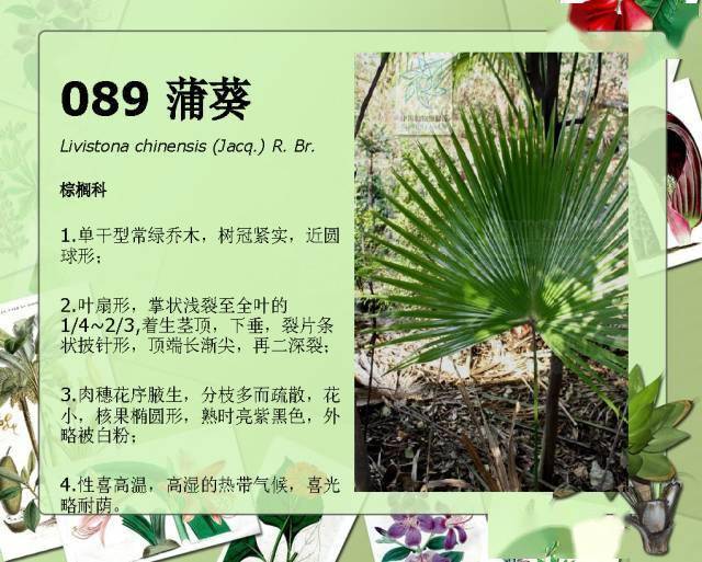 常见50种植物(常见100种植物)