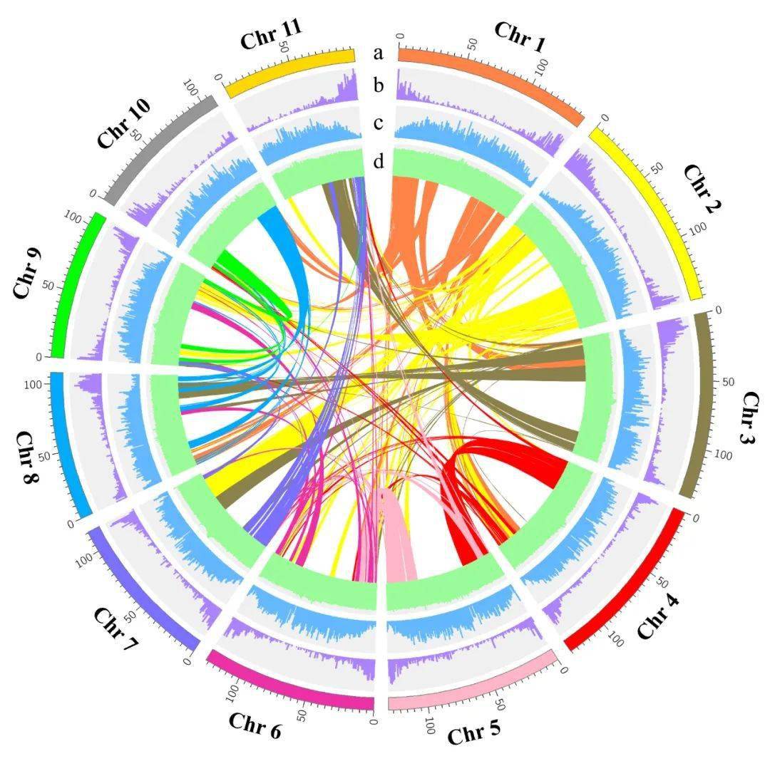 华南农业大学发布火龙果高质量染色体级别基因组图谱