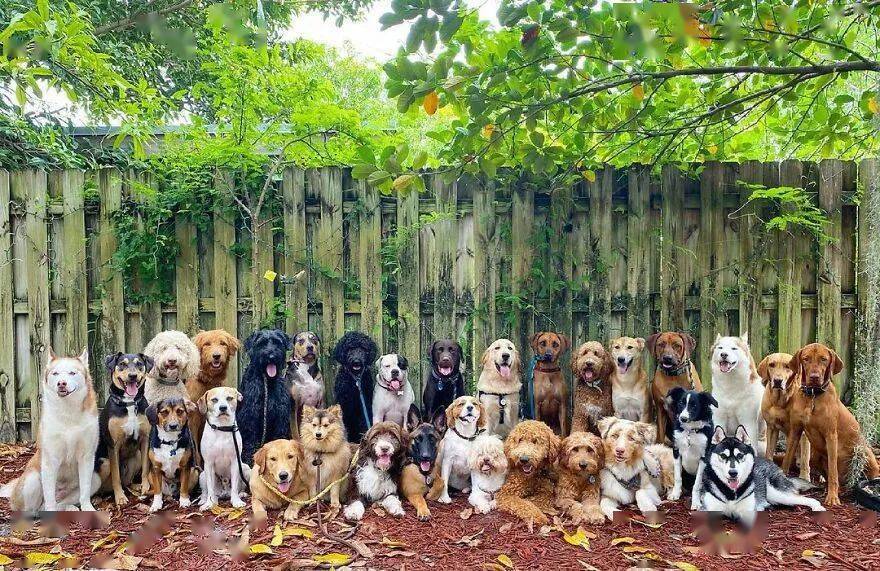一群狗狗的合照图片