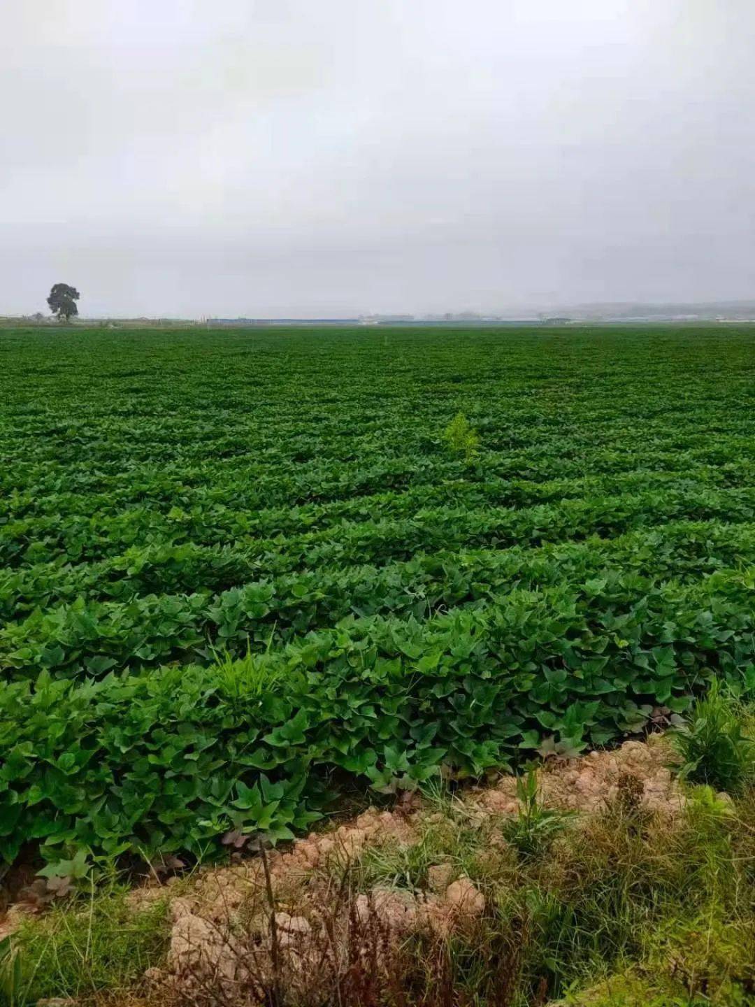 云南紫罗兰紫薯代餐粗粮软糯香甜无丝无筋口口惊艳