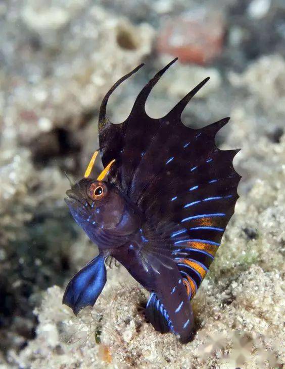 千年罕见稀世奇鱼给你们开开眼界