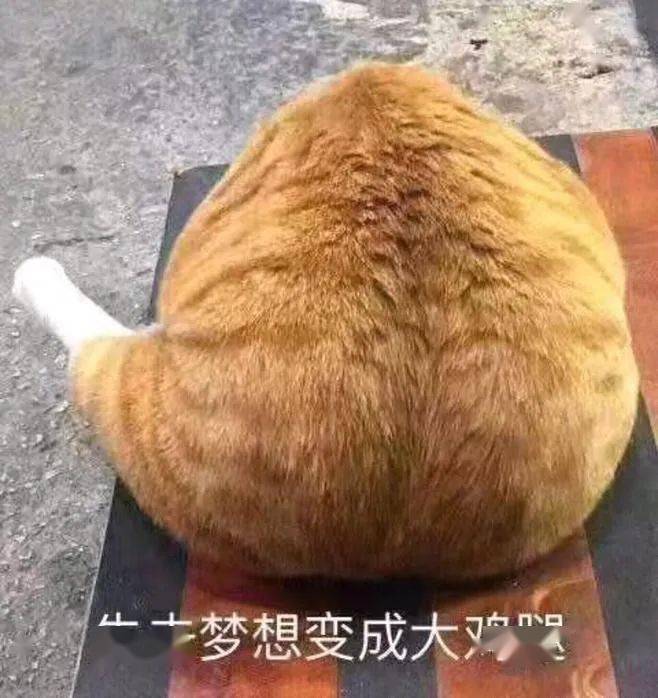 就因為這隻藏狐, 全世界的水猴子都快滅絕了 科技 第31張