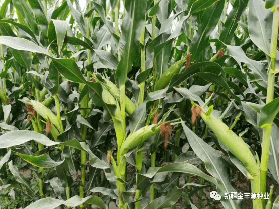 眼下玉米灌浆期如何做好田间管理