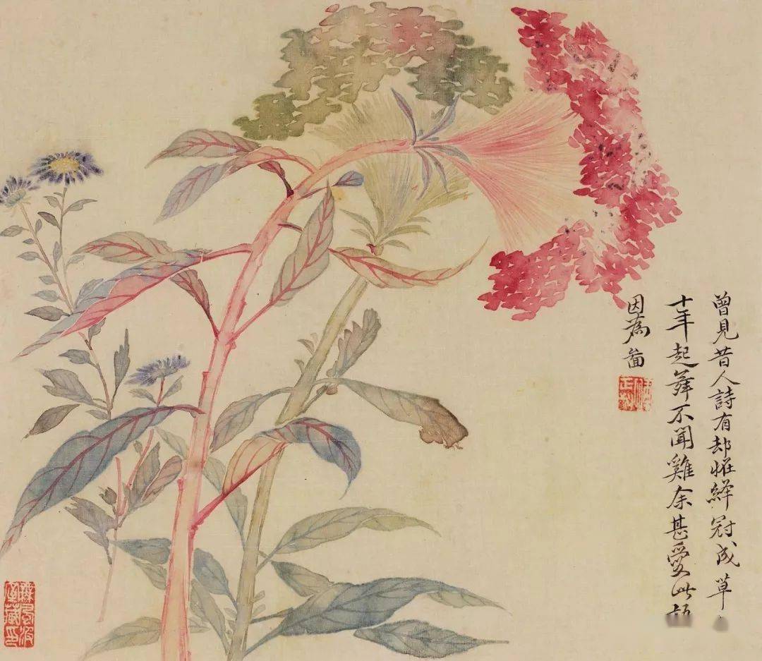 鸡冠花写意画法分享