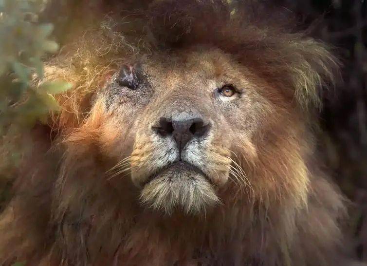 一生为王终成传奇那只世界上最著名的独眼狮王走了