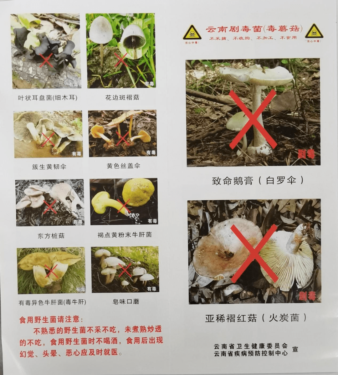 禁食野生菌宣传标语图片