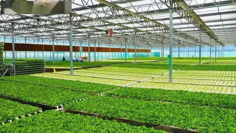 5900万亩 全国设施蔬菜60 集中在这些大省 产业要闻 阳光蔬菜网 蔬菜生态链垂直门户网站