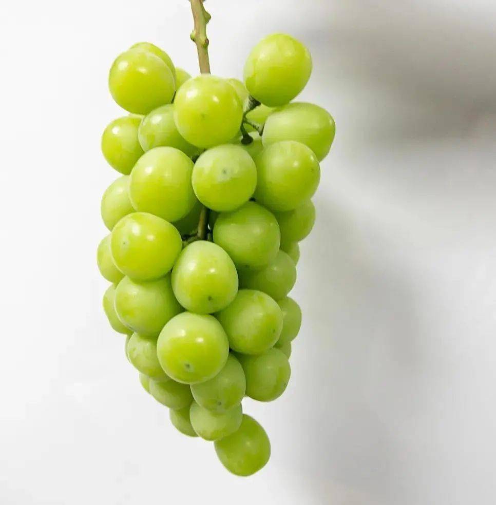 直播预告尝鲜尝甜新沂的葡桃熟了还有大额满减券哦