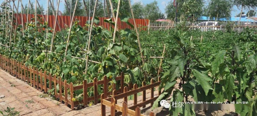 乡村振兴巾帼行动|杜尔伯特县巾帼生态小菜园扮靓美丽乡村