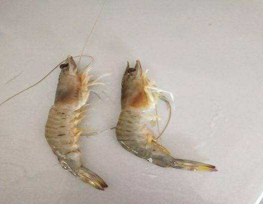 看虾秘籍虾鳃看出大问题