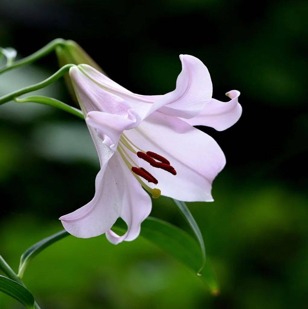 圣母玛利亚之花笹百合