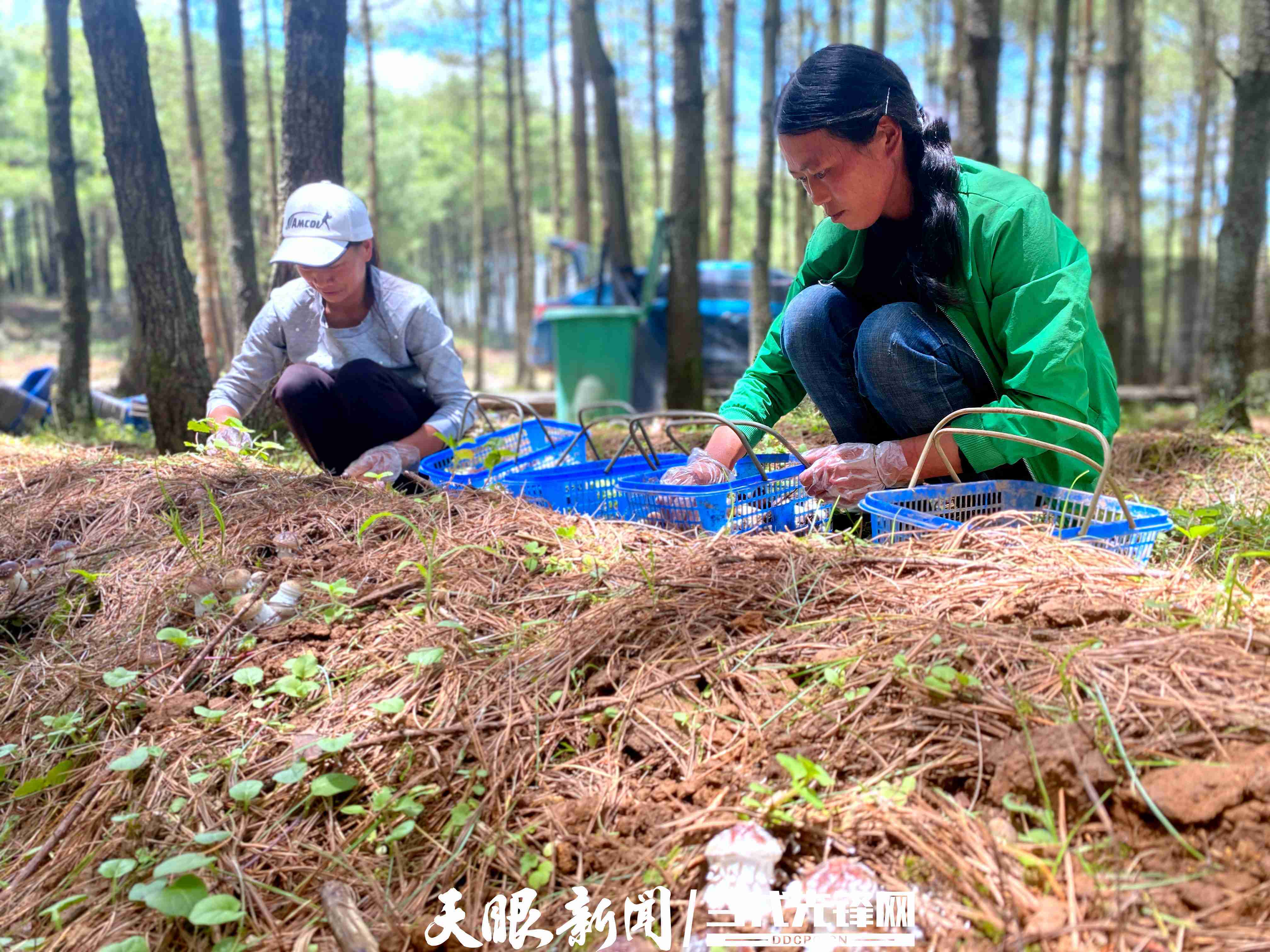 貴州日報天眼新聞記者 周陽編輯 顧野靈編審 李凱