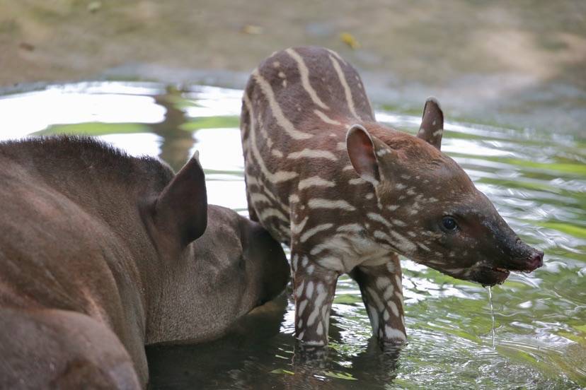 上海动物园恢复开园双满月的南美貘宝宝闪亮登场