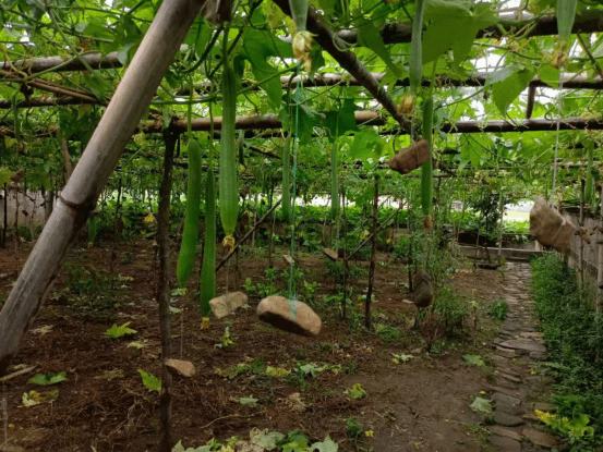 青阳县庙前镇:小菜园让村民过上了"蔬"适生活