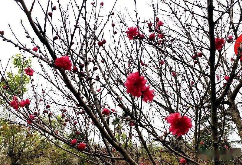 春山如笑 以梦为马——南岭镇大山村