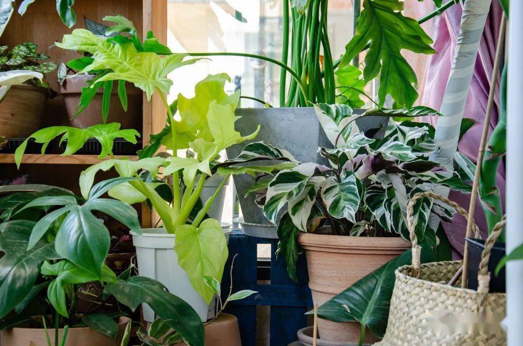 他在5㎡的阳台种了100盆绿植,打造逃离夏日的小森林