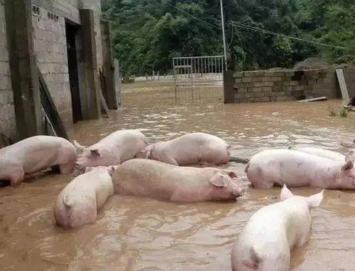 答:洪涝灾害后,出现因灾死亡畜禽尸体漂浮腐烂,非洲猪瘟,口蹄疫,高