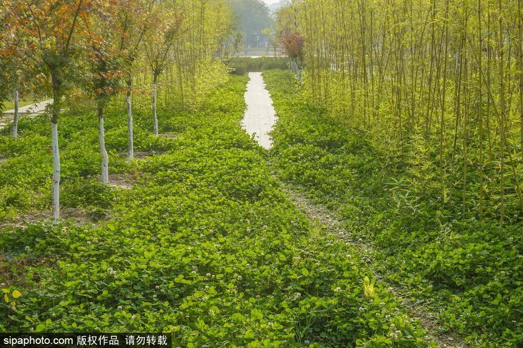 湿地景观|全部免费！炎炎夏日漫步城市绿洲，领略都市风情，就在咱家门口~