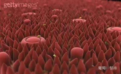 物质|喝葡萄酒为什么不能直接咽下去?