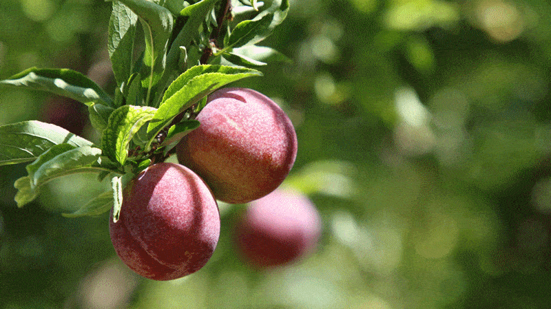 李子熟了临河这里有个最佳采摘地