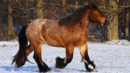 遺傳性穩定,中國已引用該品種培育出東北挽馬,關中馬和渤海馬等新品種