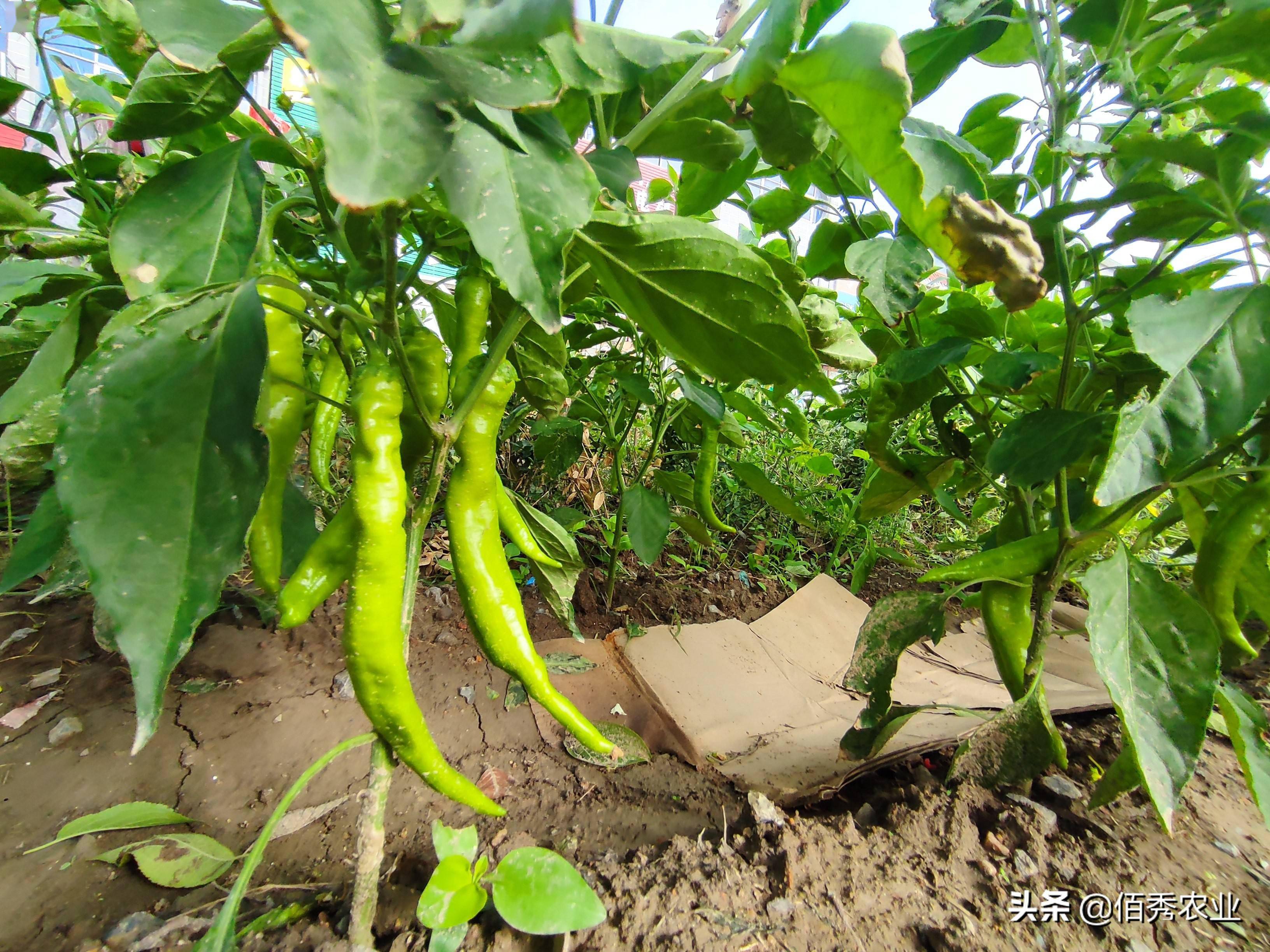 雨水偏多对辣椒生长不利农民在8月份应重点做好4项工作