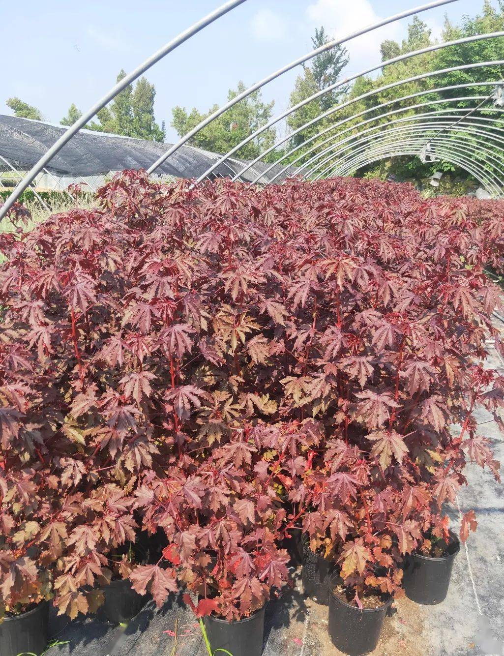 规格:1加仑观叶芙蓉葵-褐锦颜色:玫红/淡紫规格:150#千日红-乒乓颜色