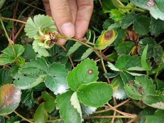 颱風煙花過後謹防草莓苗期炭疽病