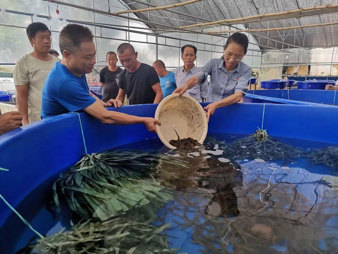 自治区水产推广站书记张秋明到思旺镇黄鳝养殖基地参加投放仪式