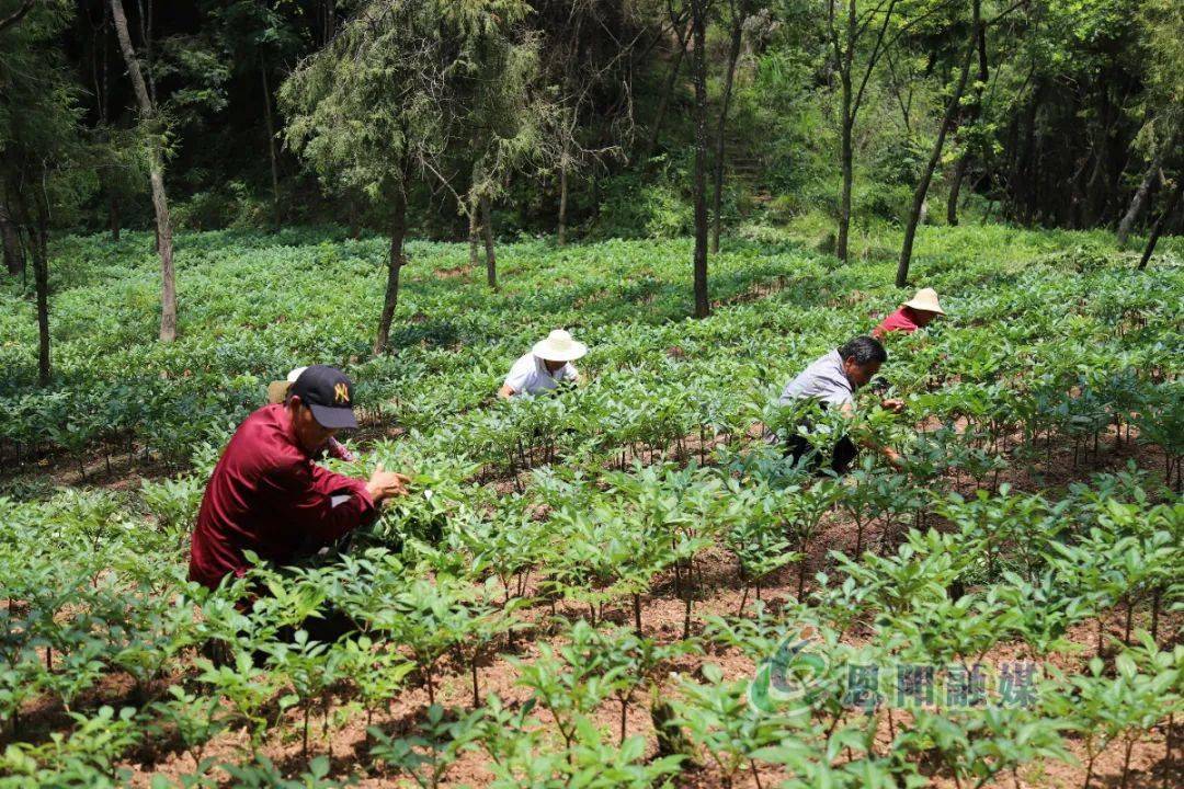 结合当地多山地形采用林下种植和玉米魔芋套种的全新种植方法种植魔芋