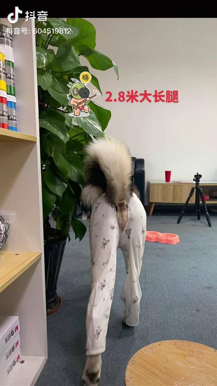28米大长腿拍摄花絮哈士奇日常