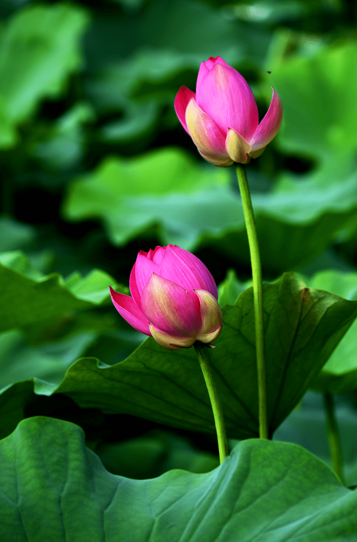 美图欣赏 | 看,荷花!