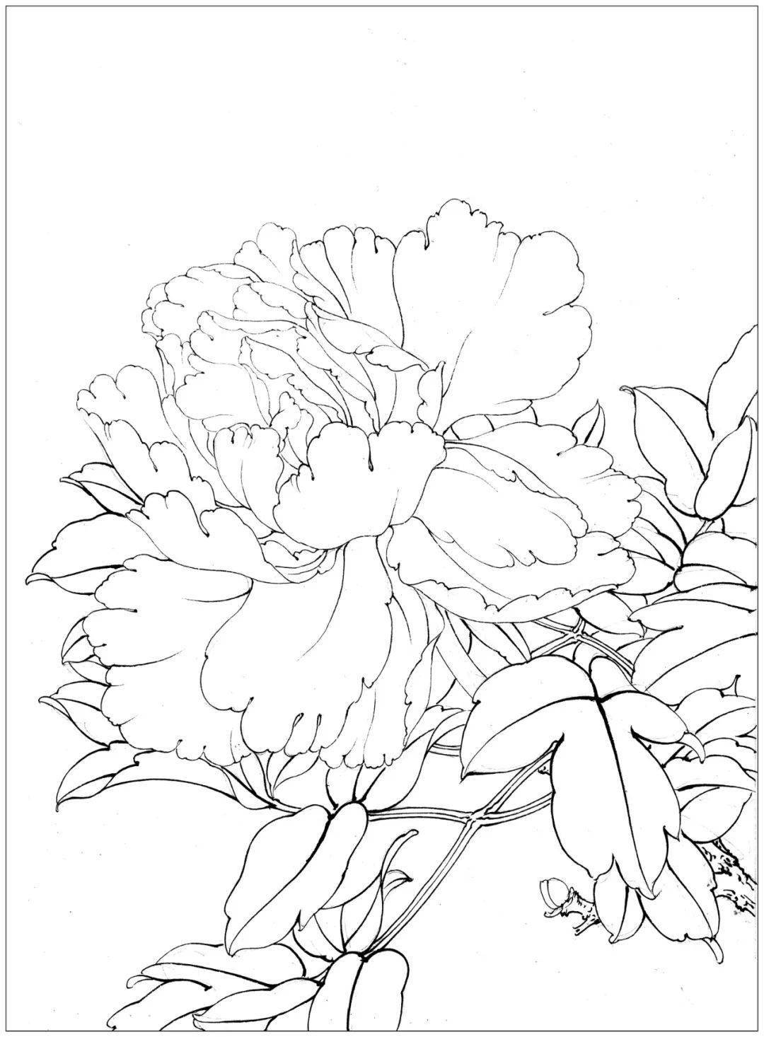 素材李晓明改编田世光牡丹十五品绘制步骤图美不胜收