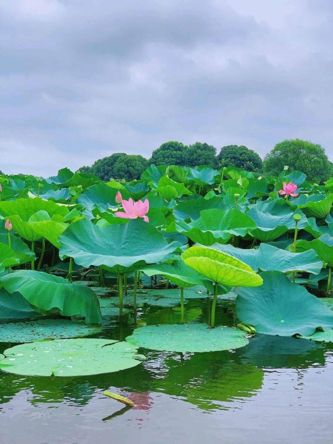 江南百景图荷花池塘图片