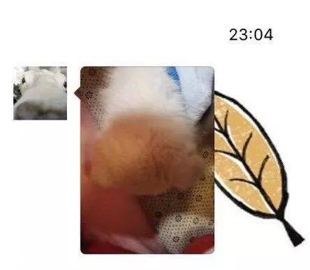 萌图|网友家的小白狗烤火睡觉，没想到醒来之后竟然变成了柯基！！