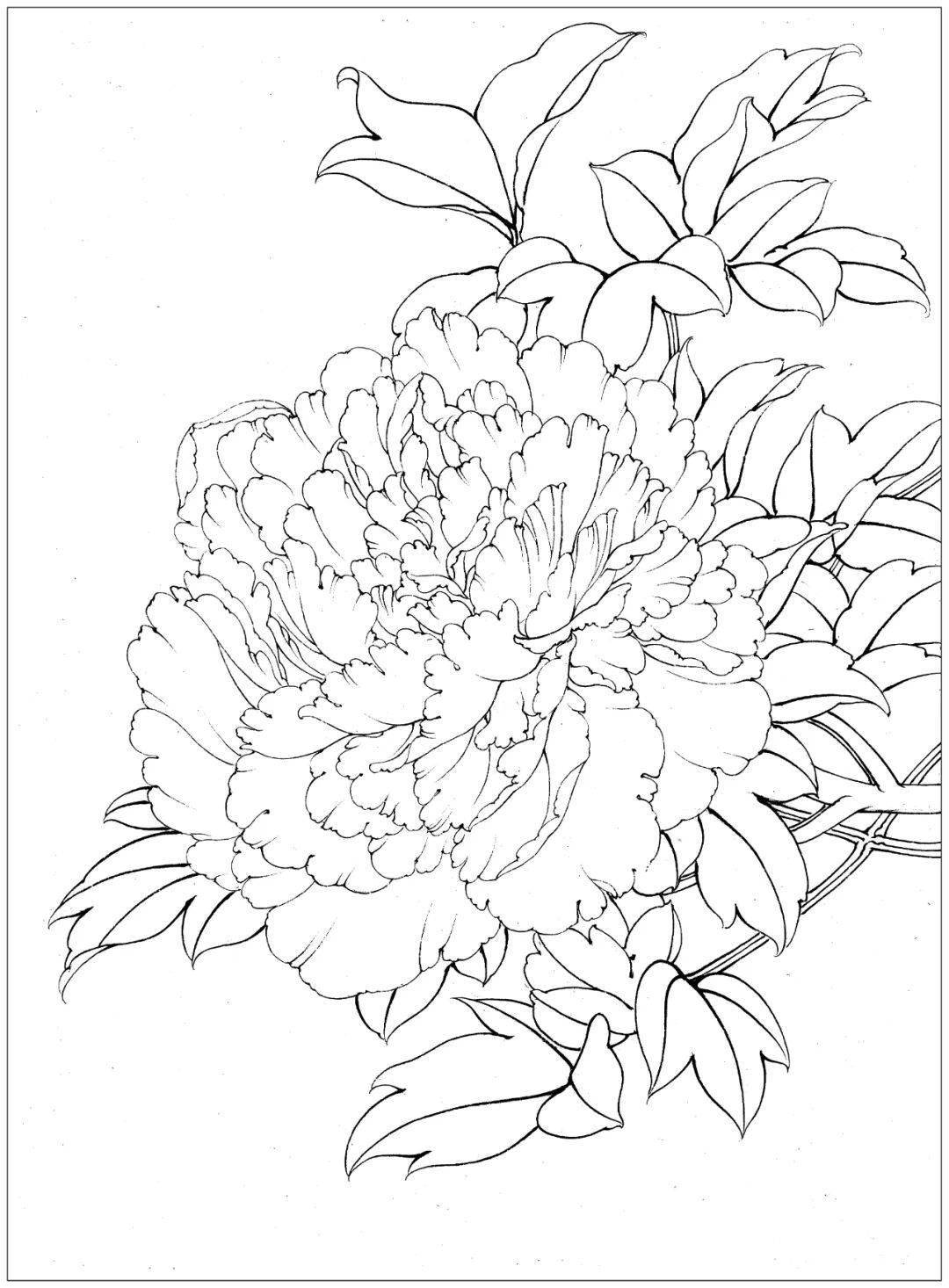 素材| 李晓明改编《田世光牡丹十五品》绘制步骤图 美不胜收_工笔画